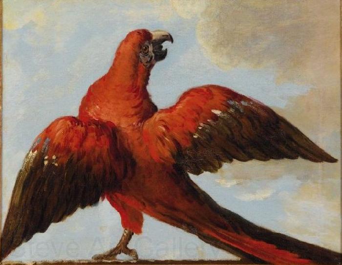 Jean Baptiste Oudry Parrot with Open Wings Spain oil painting art